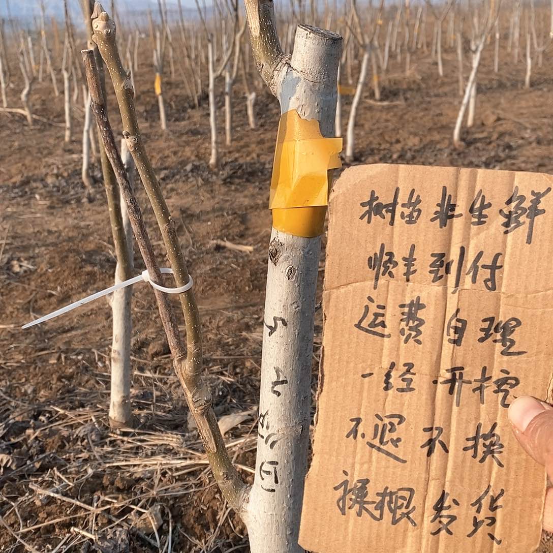 文玩核桃把件孤***舟白狮，磨盘各一颗