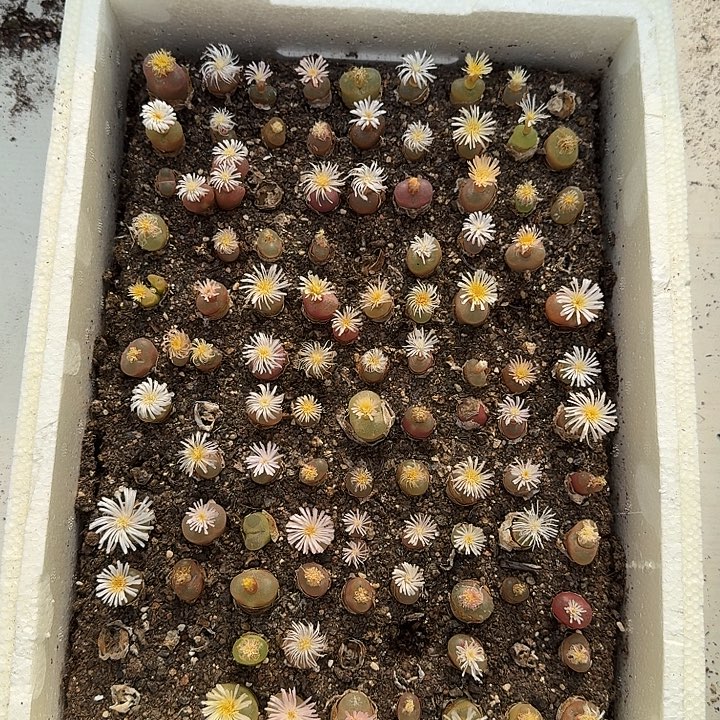 180多肉植物多肉植物