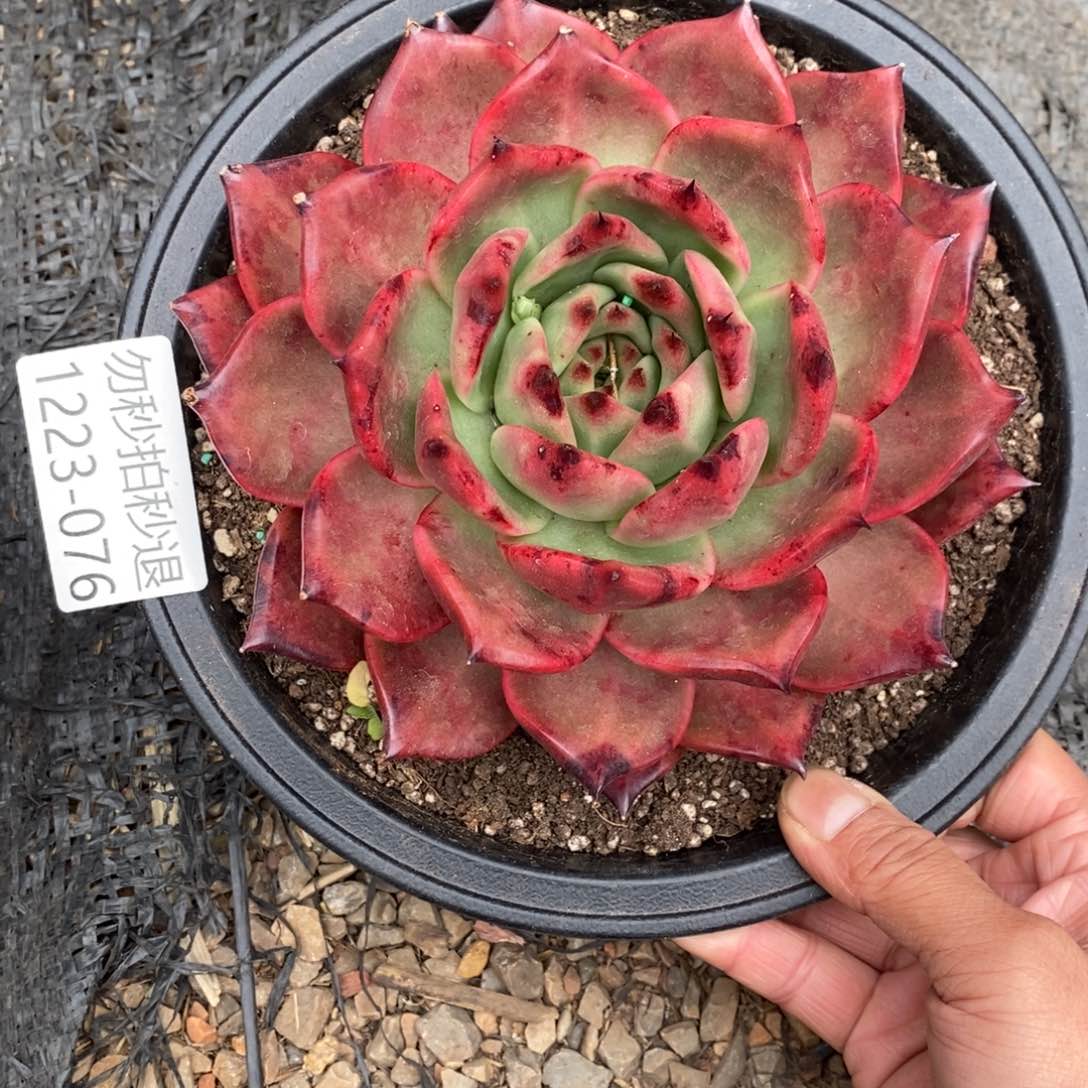 尧*尧两单包邮1223-76红钻