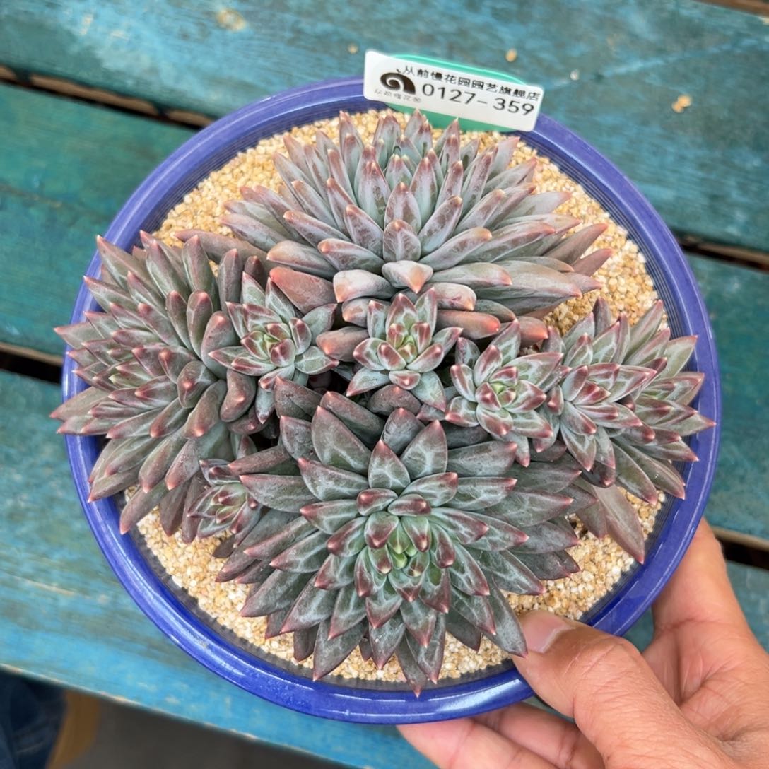 多肉一物一拍0127-359