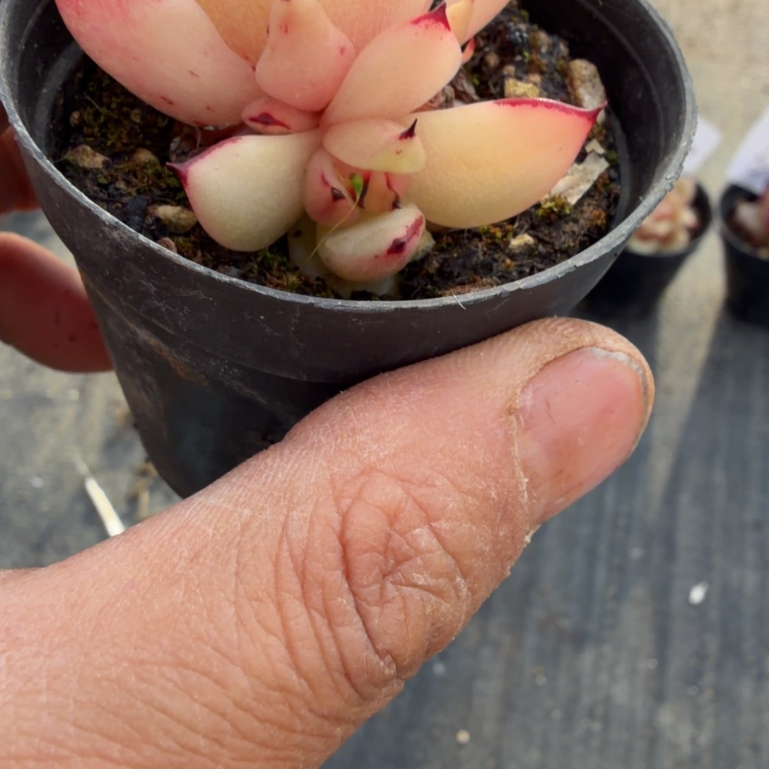 东云一颗一物一拍31-28