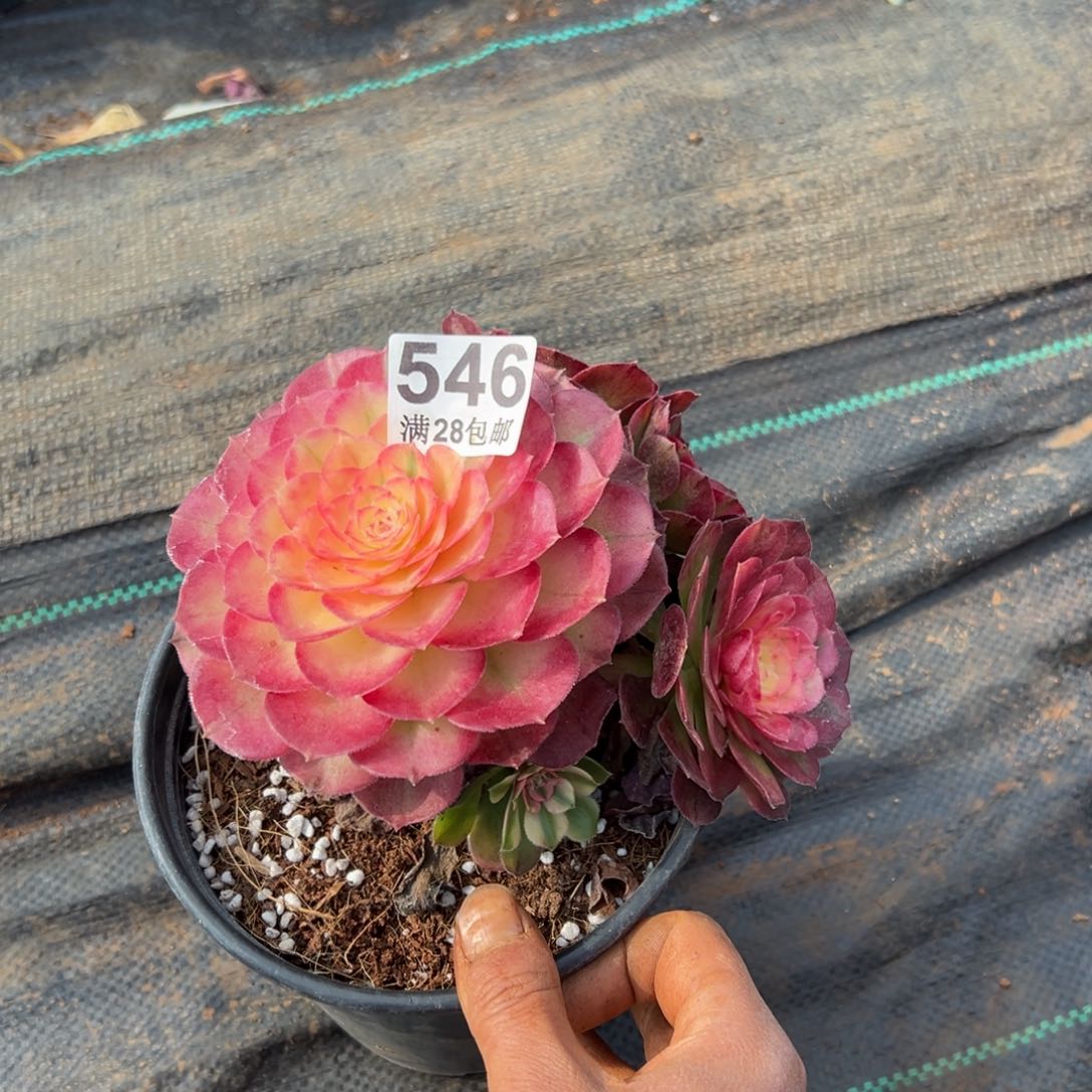 ?****多肉植物546多肉植物