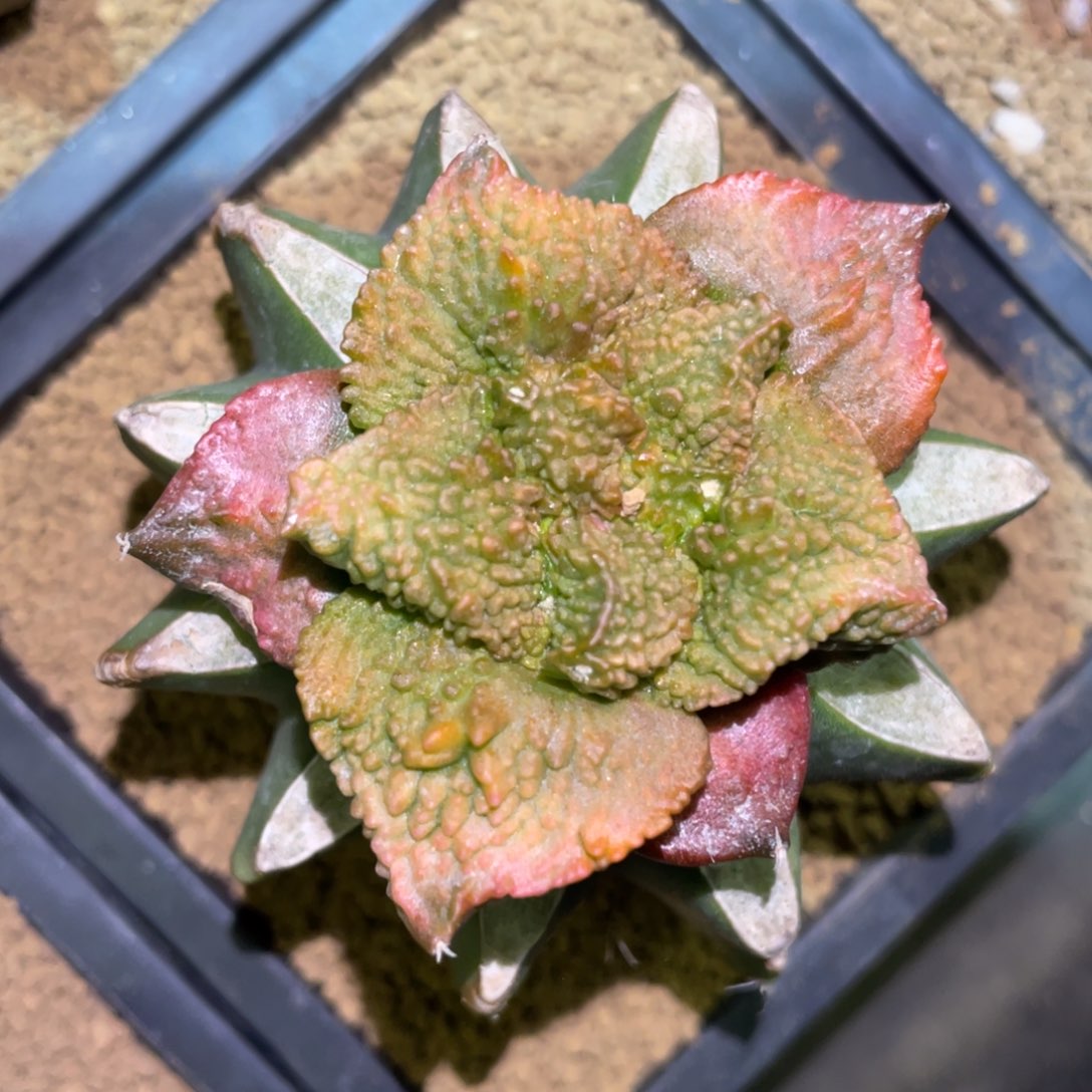 精选大型宽犹哥斯拉牡丹锦