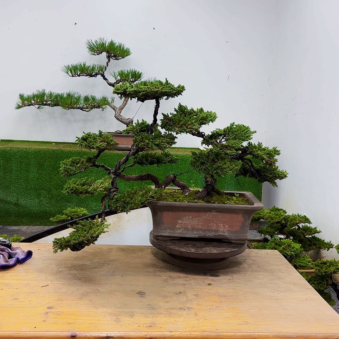 无花朵盆景盆景盆景盆景