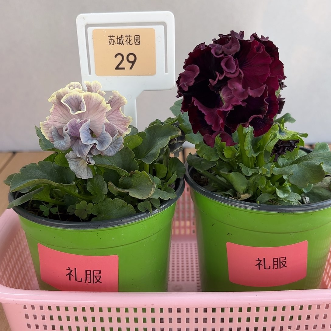 大部分开放少量花苞29