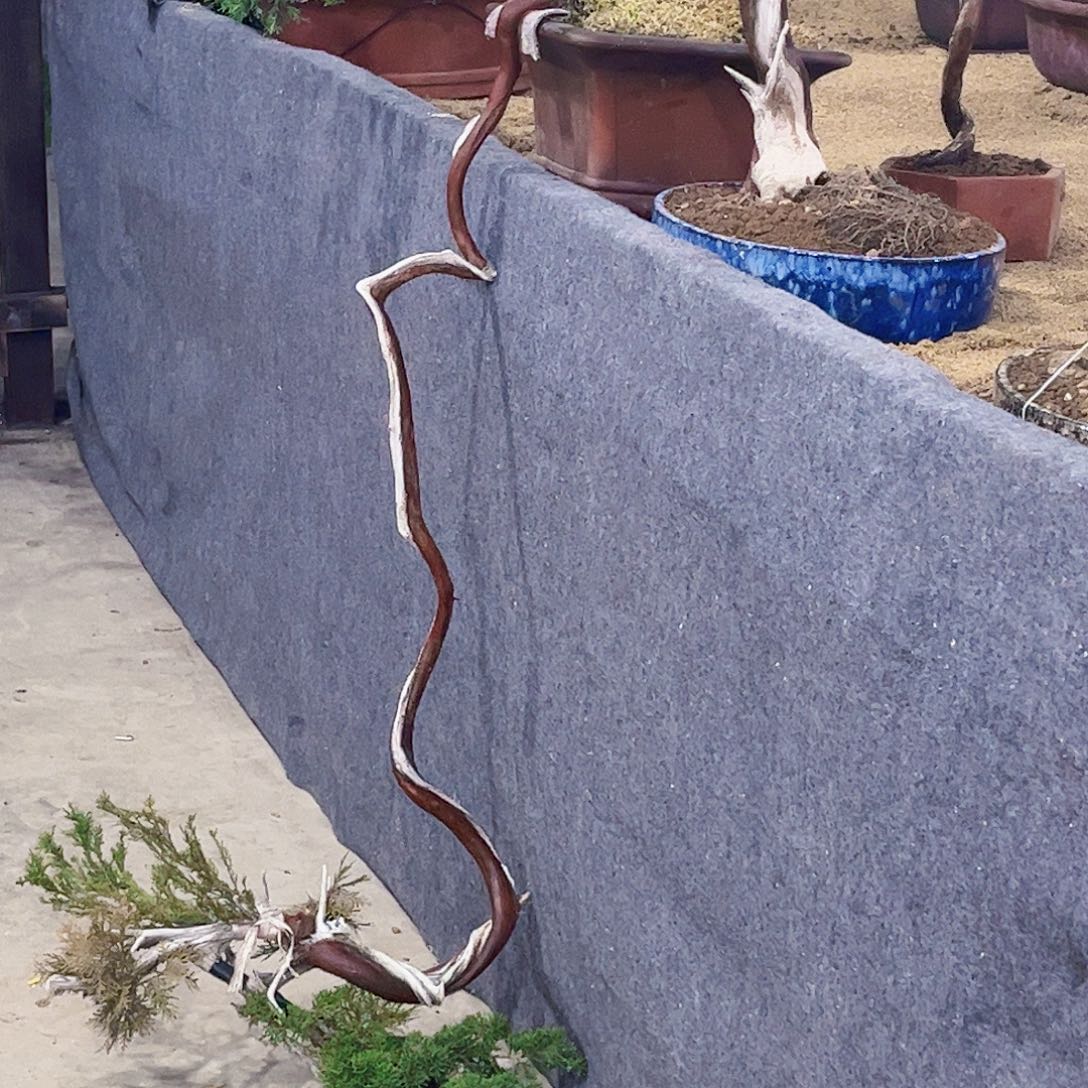 老柏树盆景造型独特