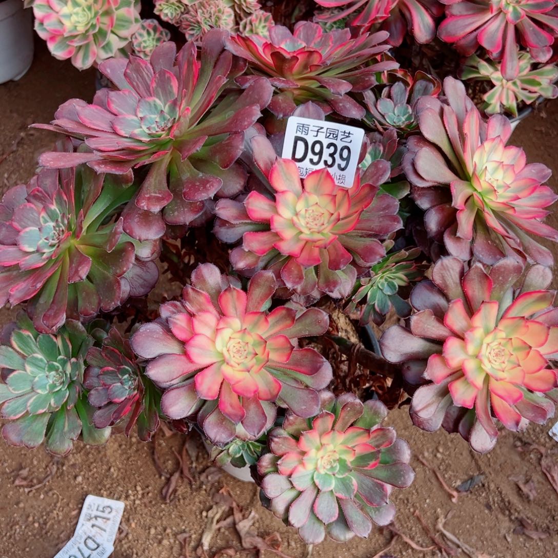 939颜花雨子多肉植物