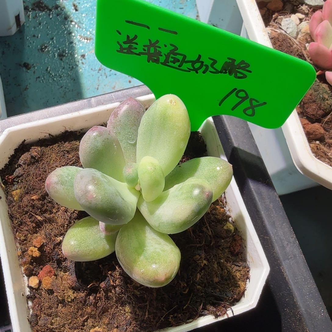 一*奶酪锦，多肉植物