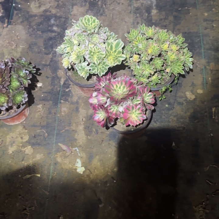 冰***冰一单包邮不包侧枝12