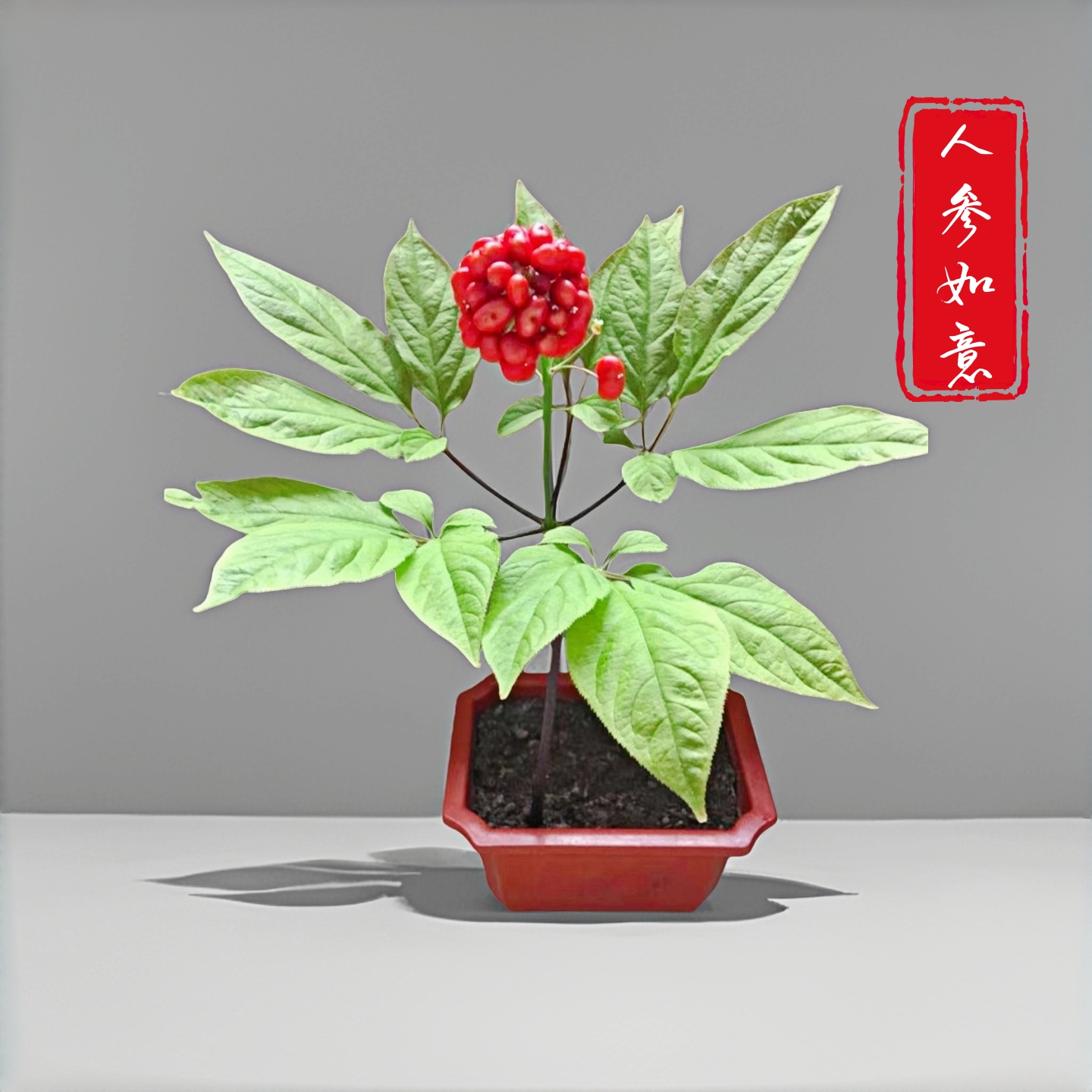 长白山东北特产新鲜带土人参苗室内室外小庭院盆栽盆景种植苗