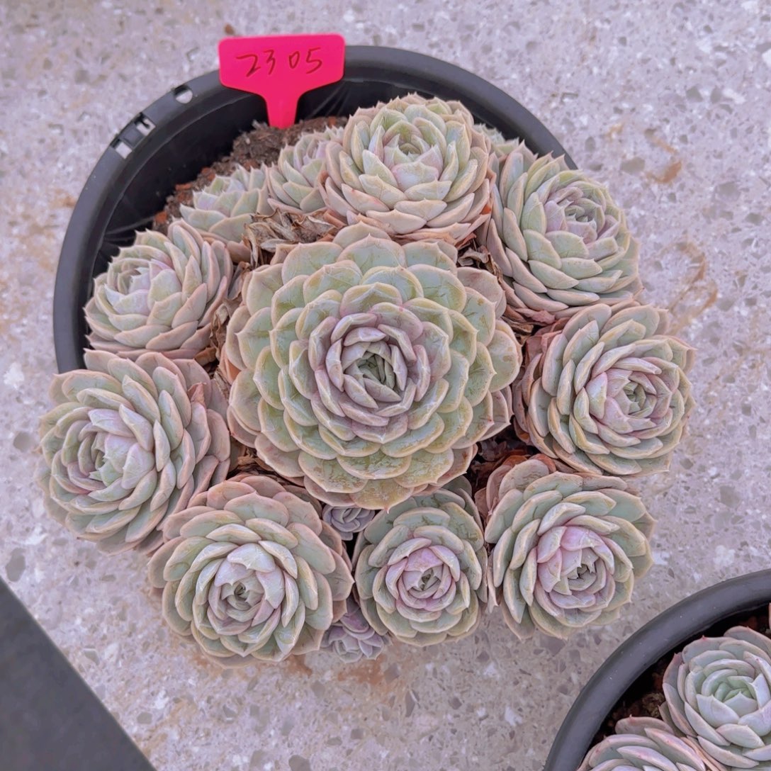 2305蓝色惊喜多少呀