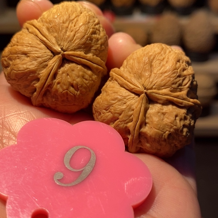 木质类富贵三棱32尺寸