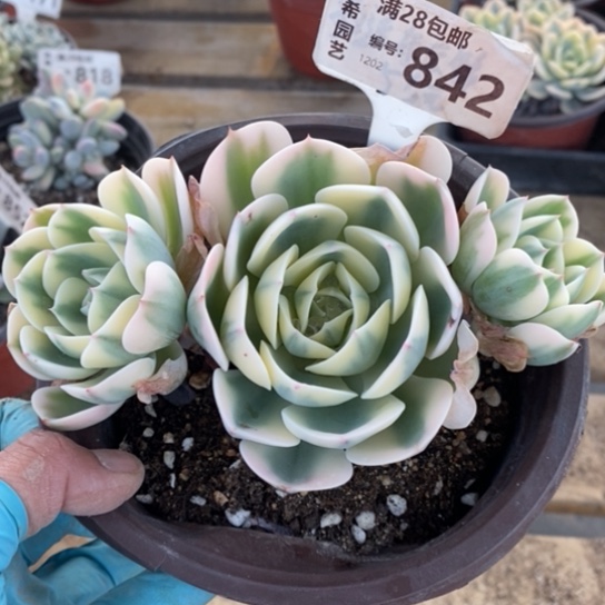 842一一一一一一一一一