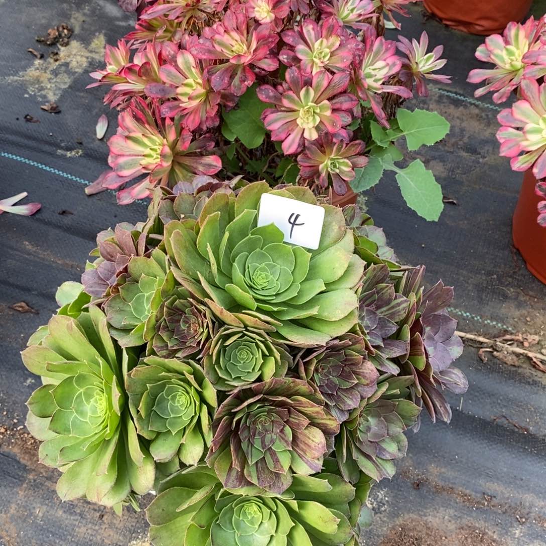 无花朵多肉植物组合拼盘4