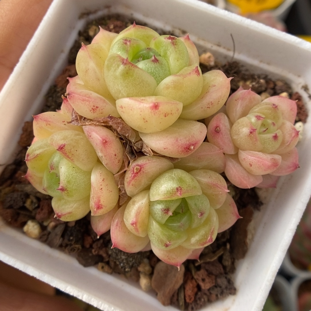 珍妮麦秆群生691号。  