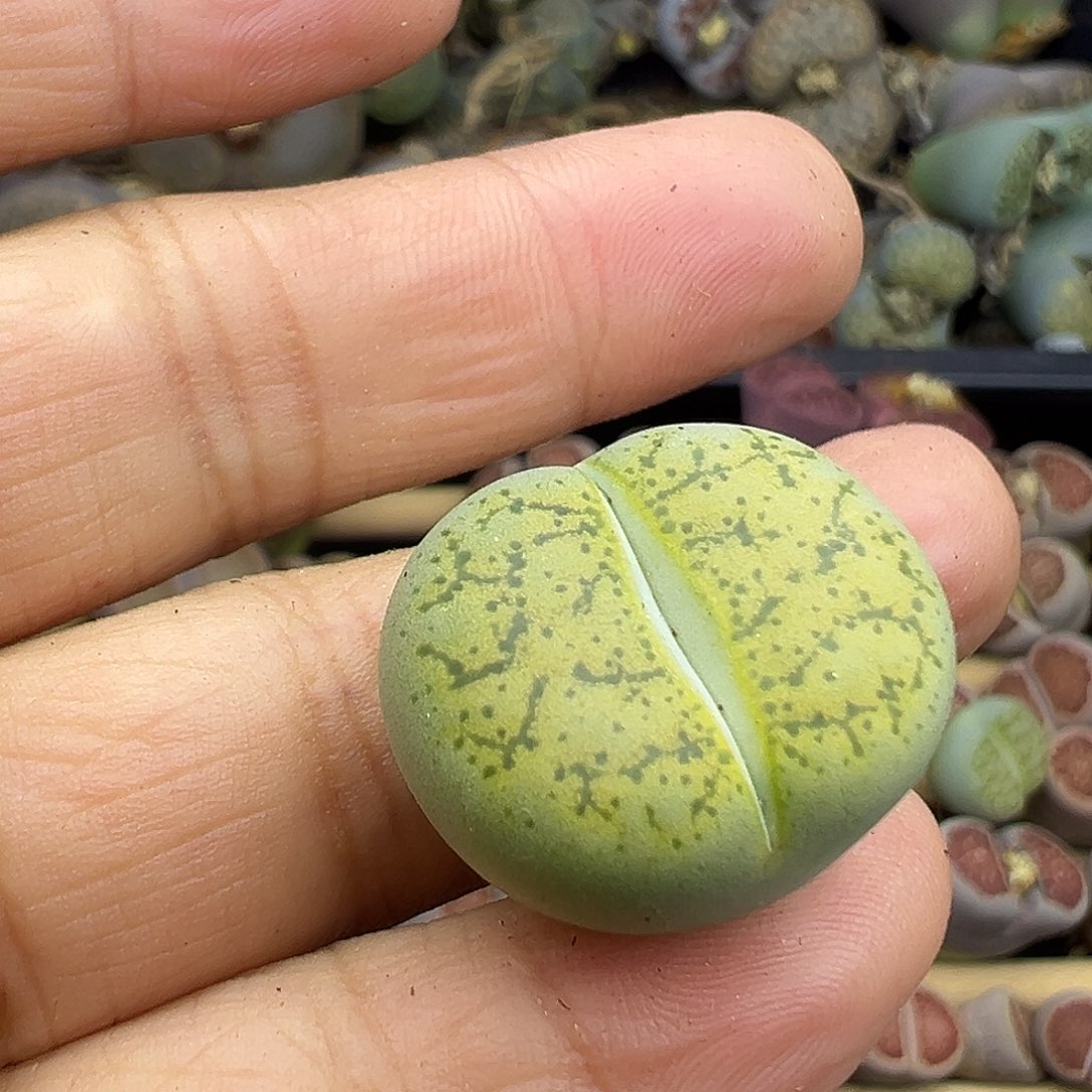 丶*630整点福利炸111111111