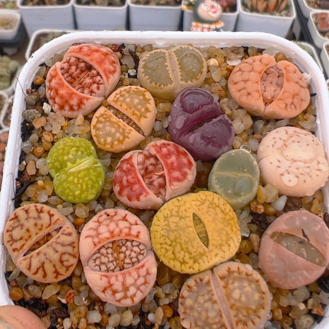 69多肉植物百科知识