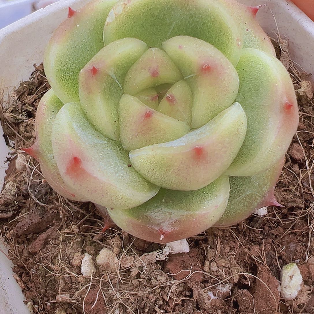 灯泡珍妮19包邮多肉植物群