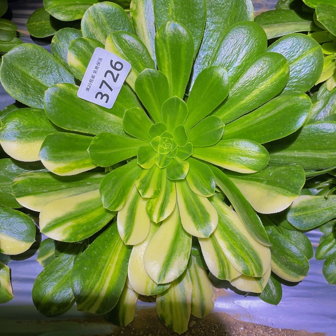 3726五彩琉璃多肉植物
