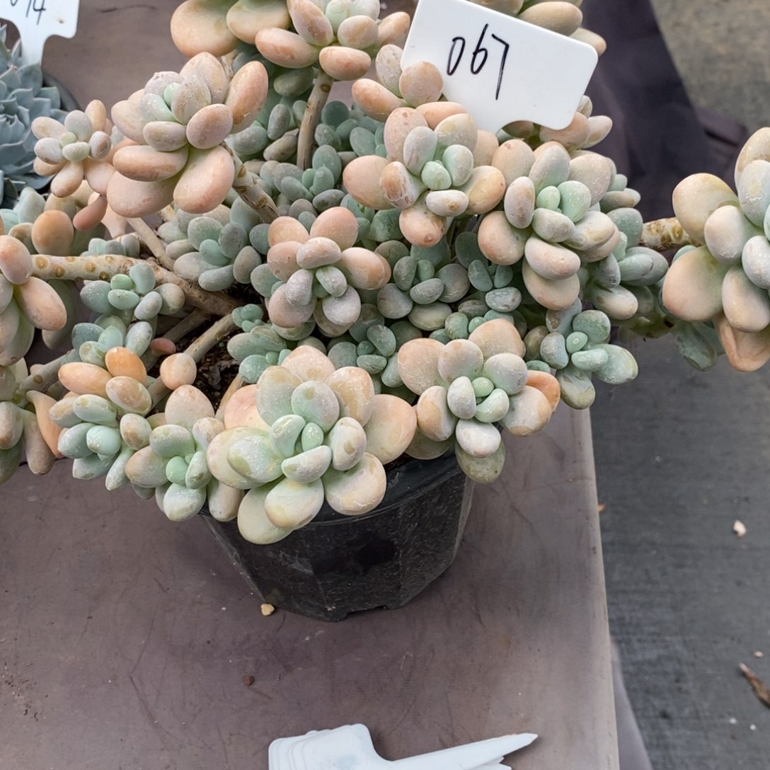 夏悦多肉0802-67洛神