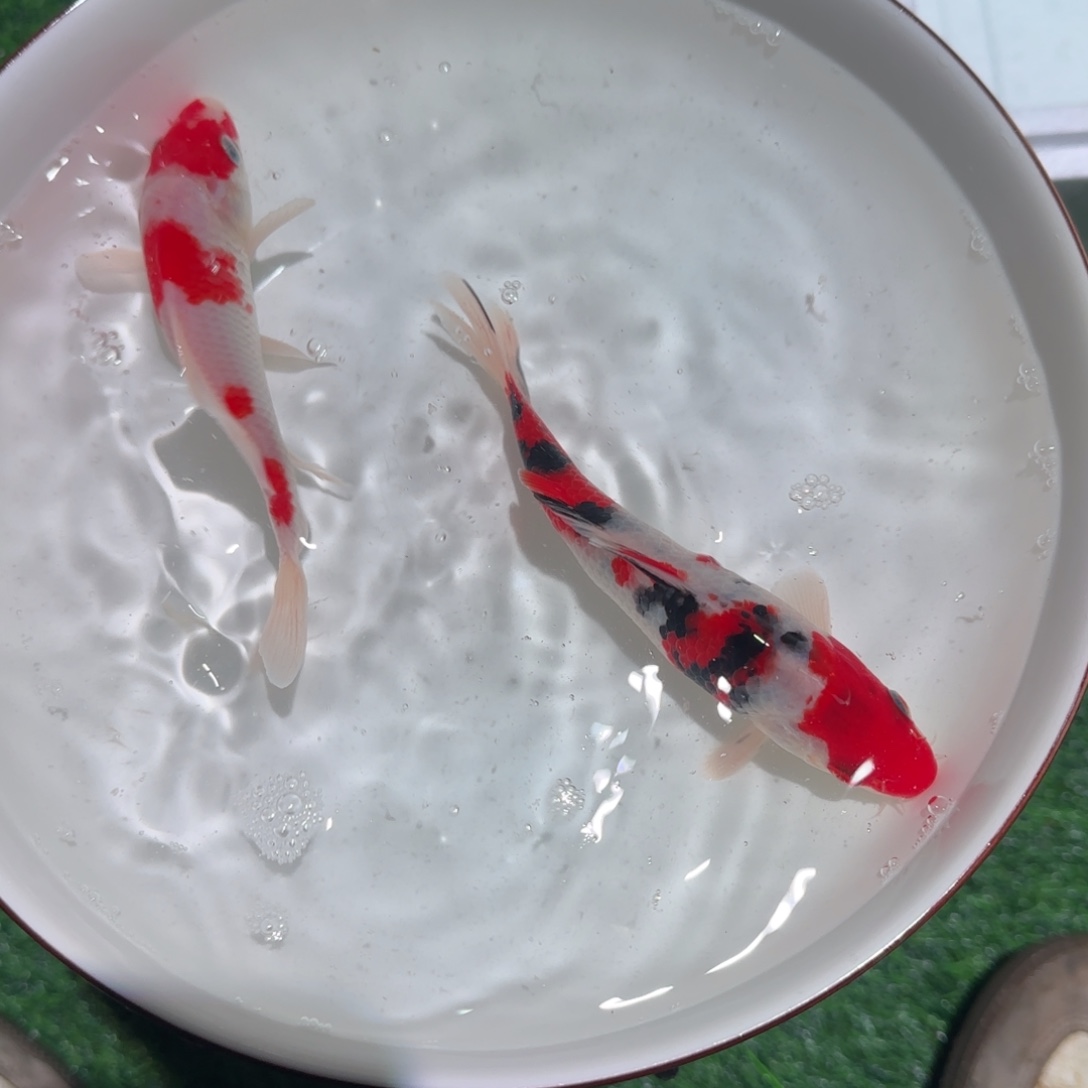 锦鲤锦鲤 观赏鱼锦鲤