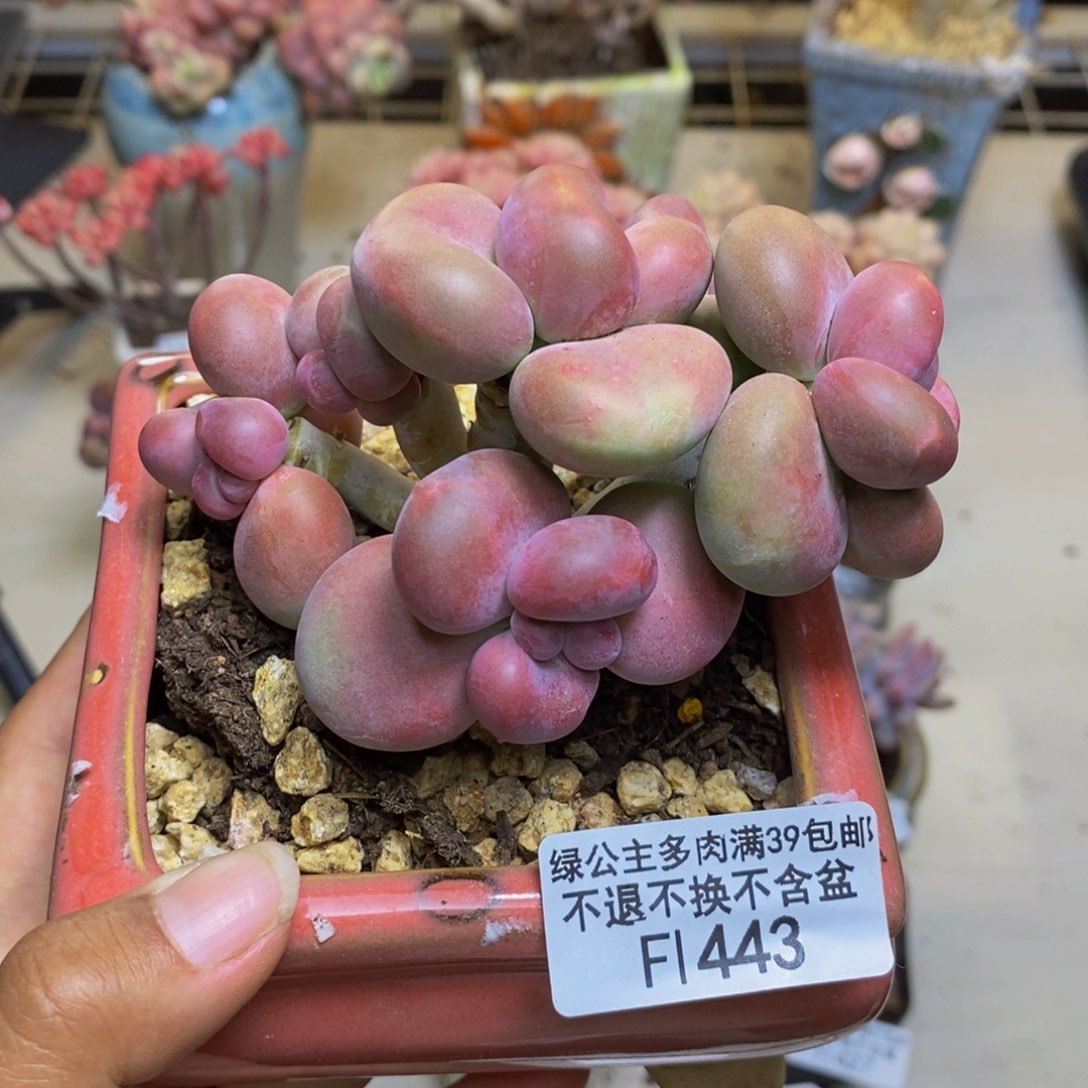 443芒果奶kk奶多肉8c m
