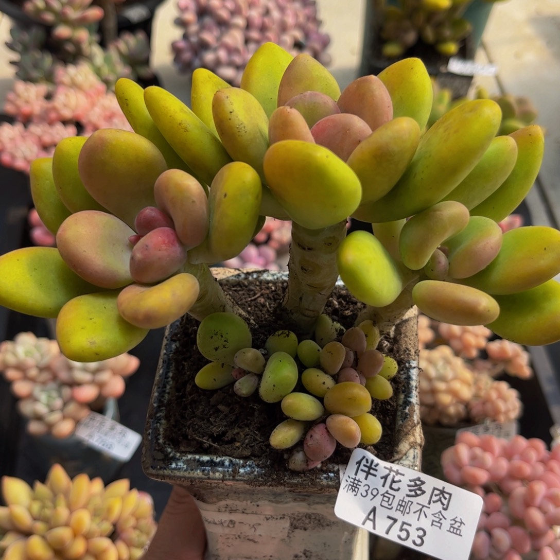 753芒果奶13cm多肉植物