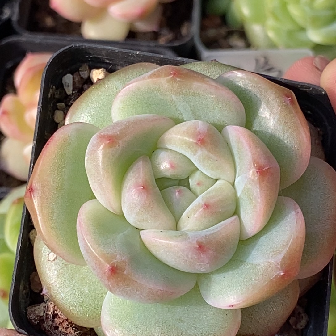 天官赐福百无禁忌