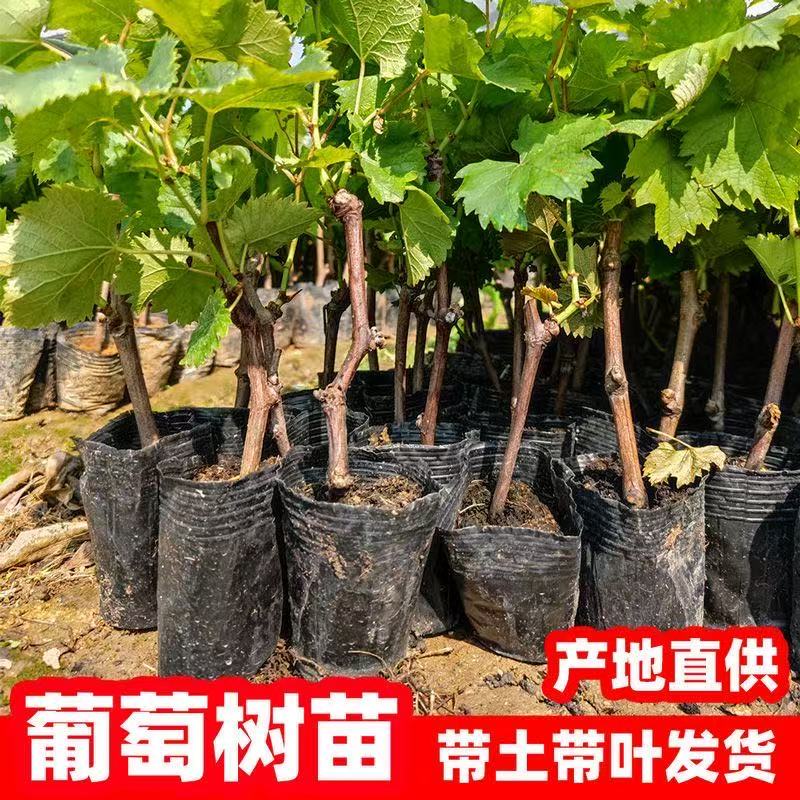 【三年苗】葡萄树苖特大巨峰夏黑蓝宝石阳光玫瑰红提北南方种植树苗