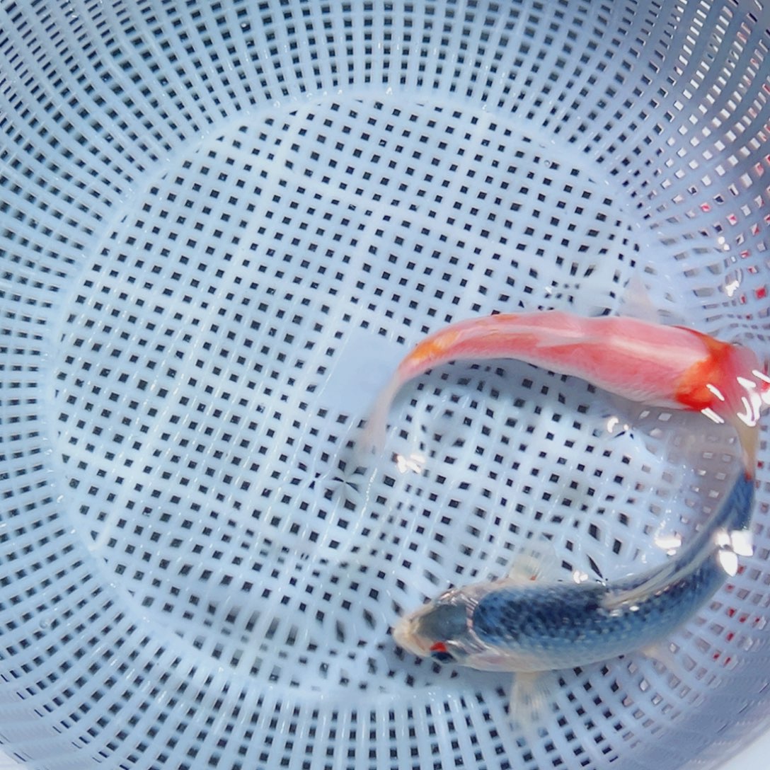 锦鲤锦鲤观赏鱼1111