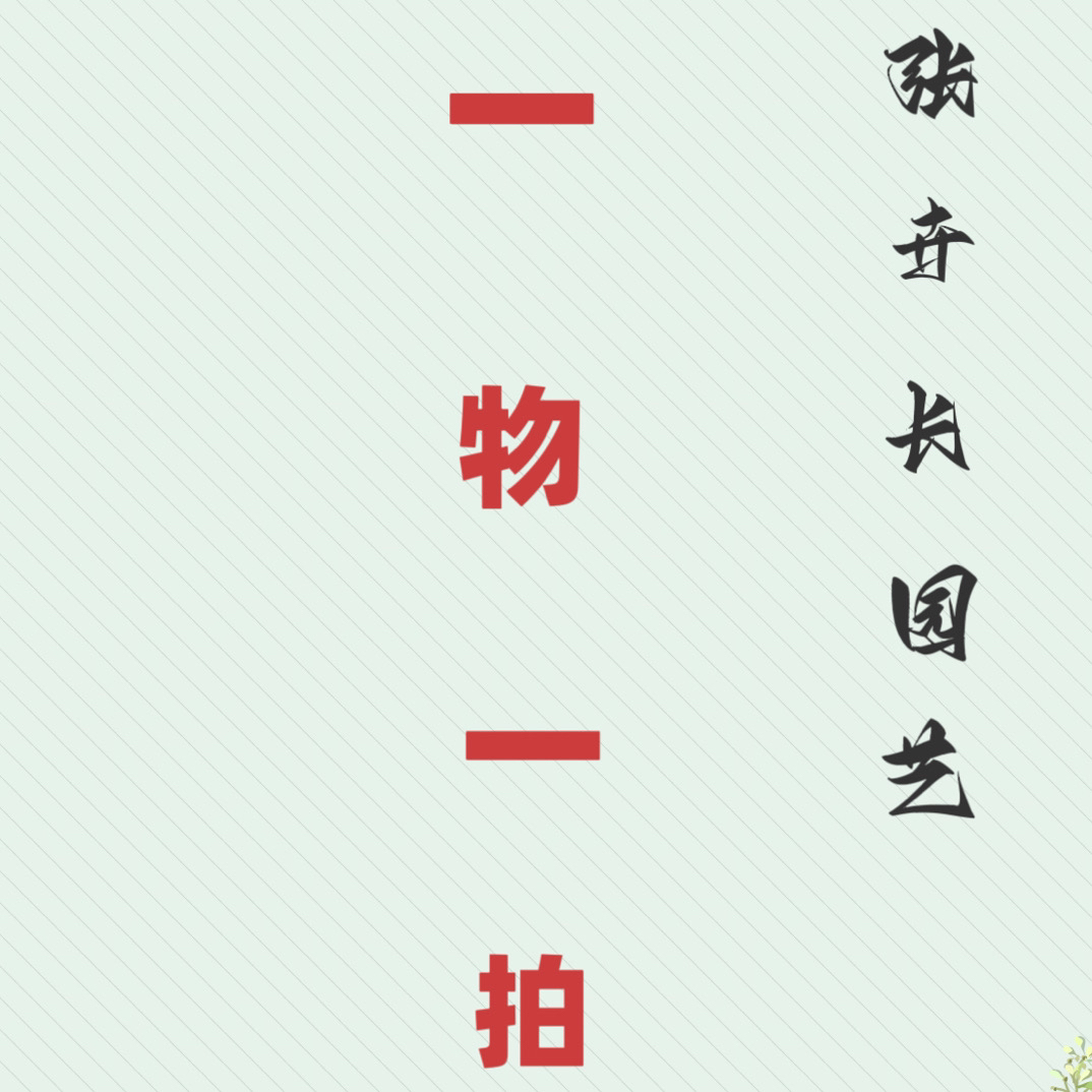 （78.8）漳红樱三角梅带盆带花四季开花阳台庭院好养爬藤