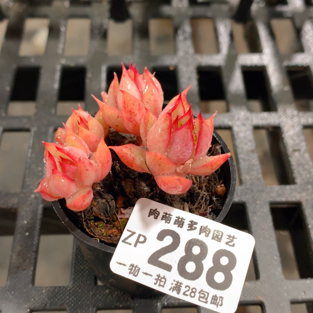 肉萌萌拇指盆精控多肉ZP288