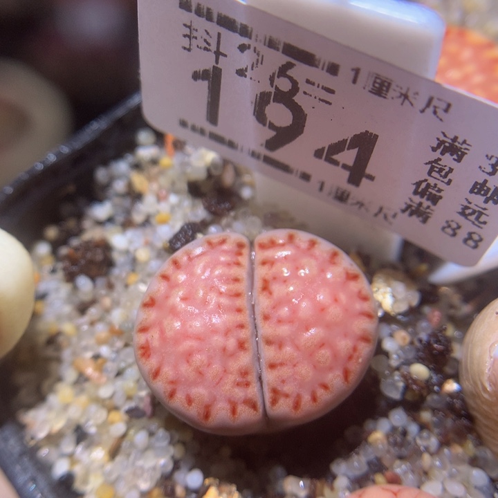 精品生石花26.194