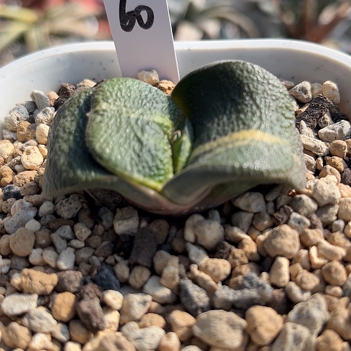 60脱土发货1111111