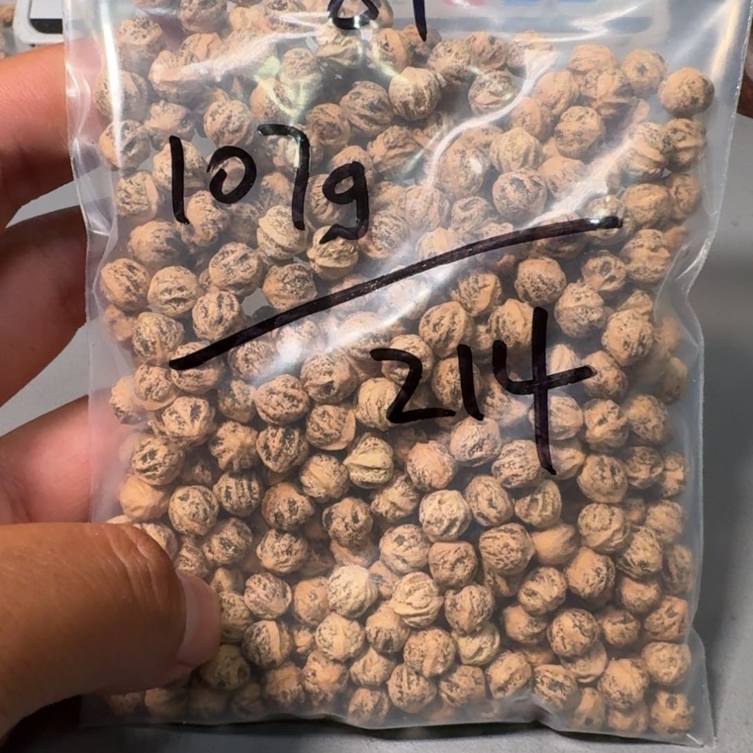 柏香籽/百香籽吊坠三**?