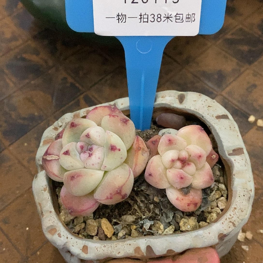 120115号楼图姐姐旅途