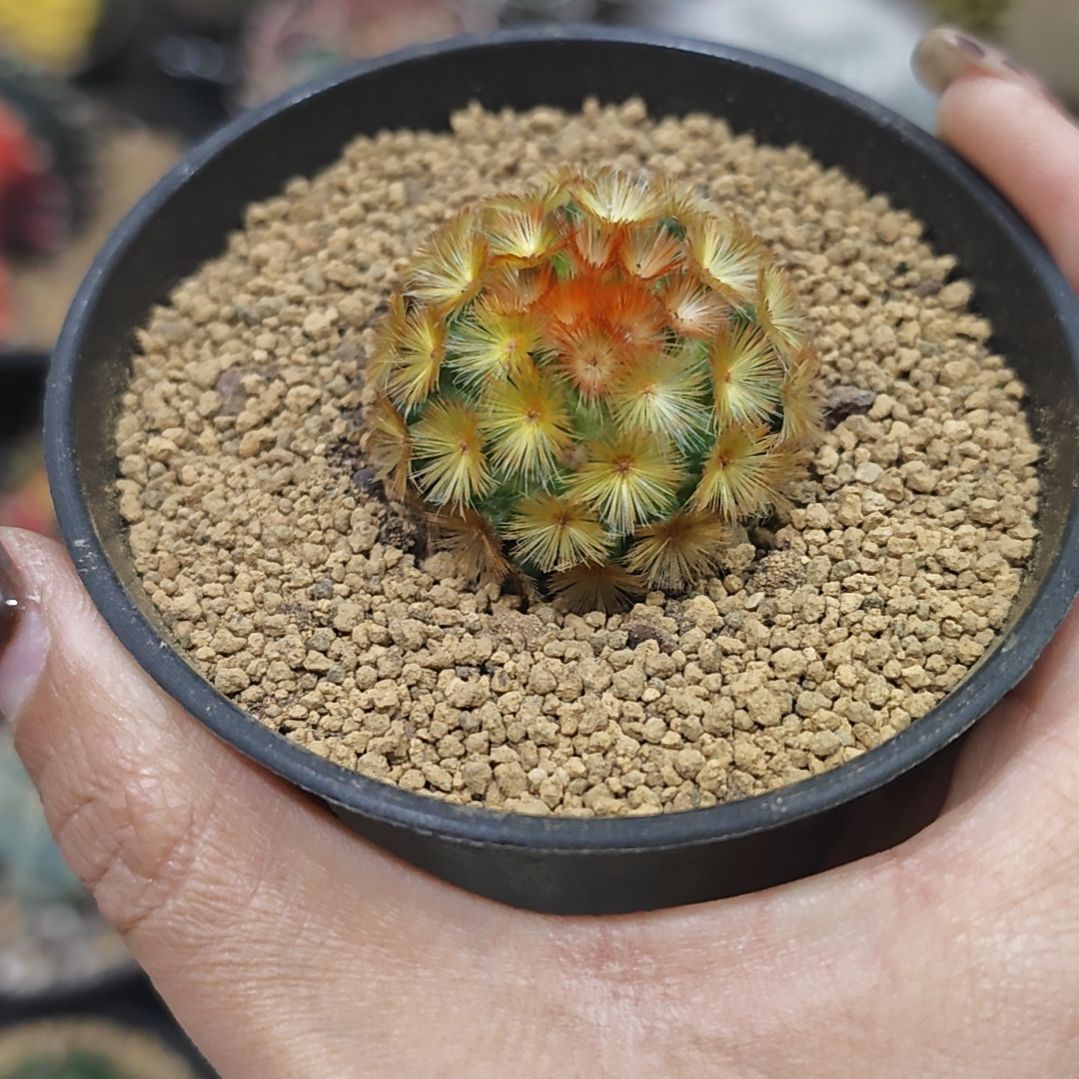 佛头嘉文丸仙人球自根