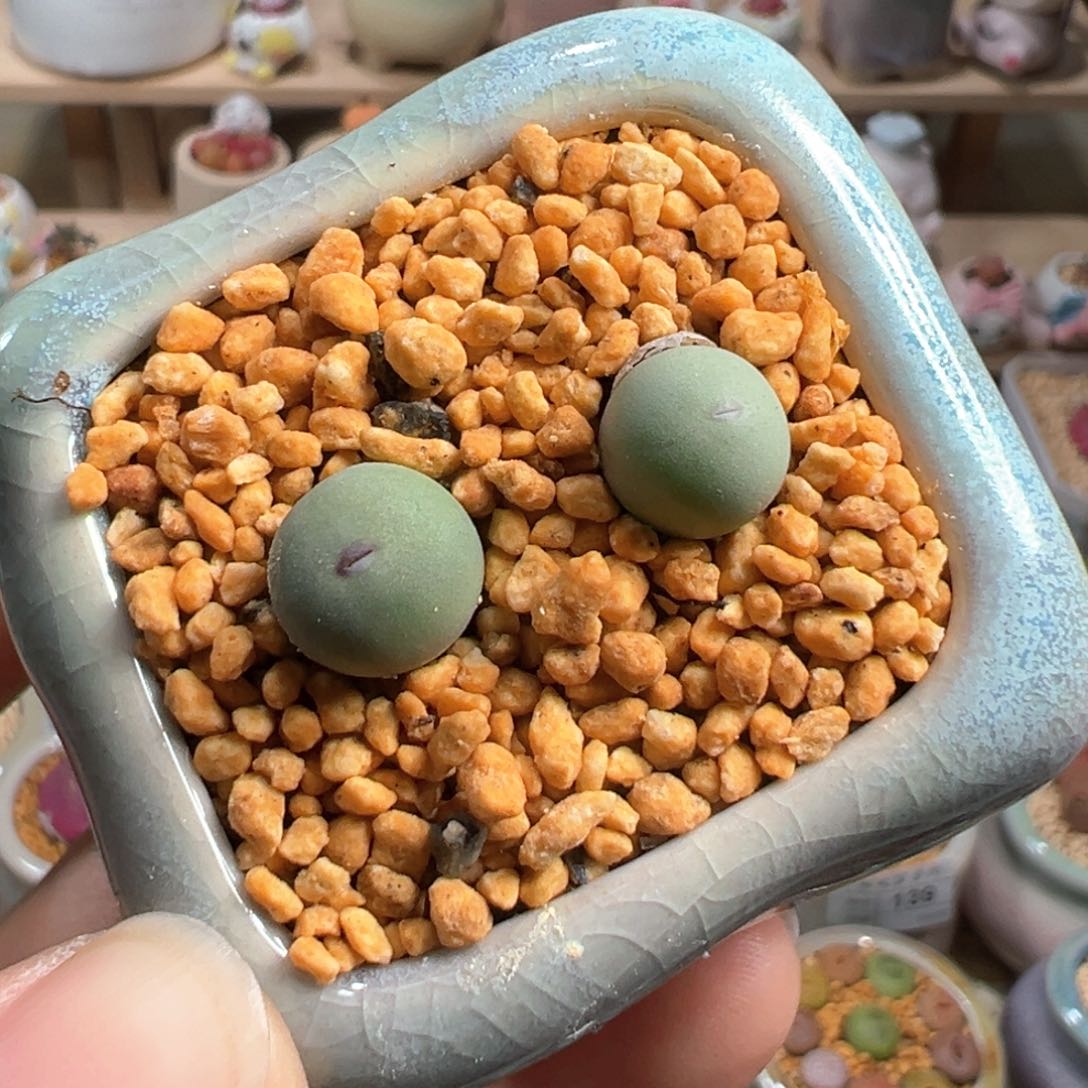 多肉植物157号红嘴鸽子蛋