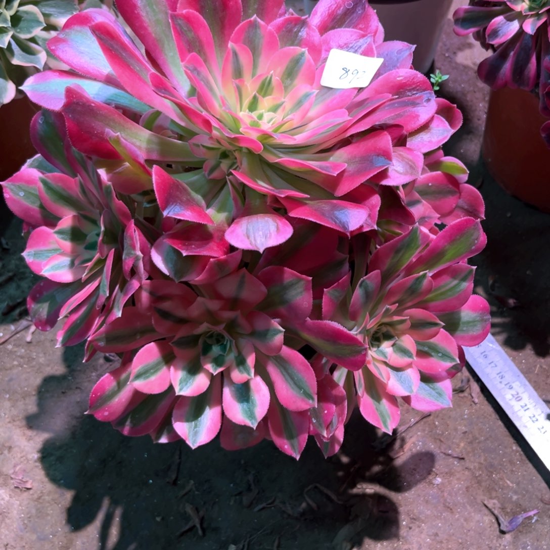 多肉植物女巫892