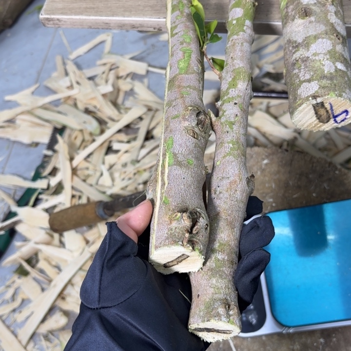 月***良木紫琪原木发一份