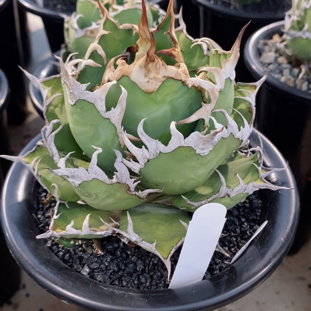 日****.凯撒。龙舌兰。1111