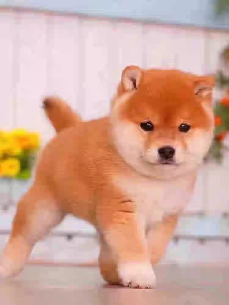 柴犬幼犬宠物活体家庭护卫犬纯种可爱下单时联系好客服