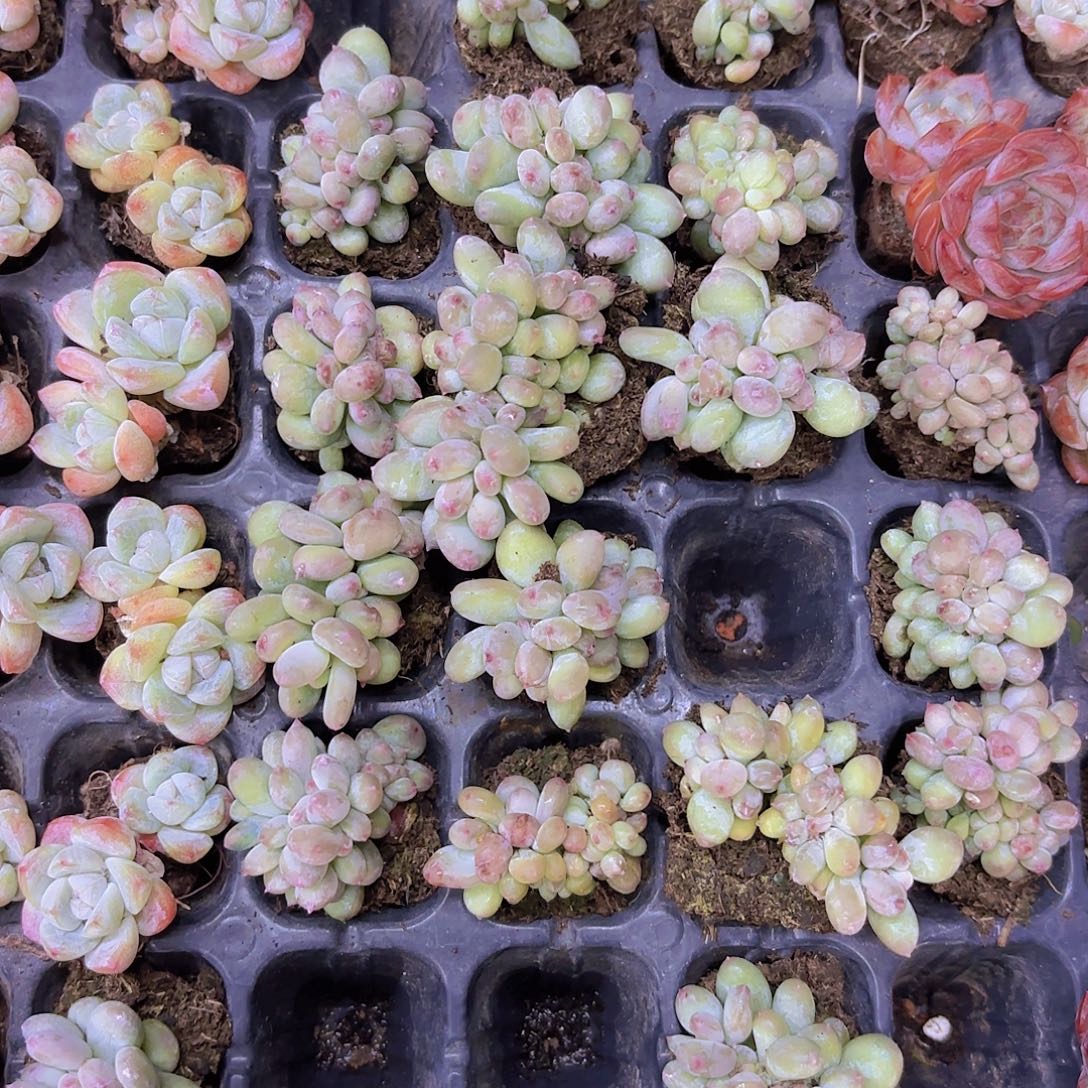 苹果奶缀一颗量拍