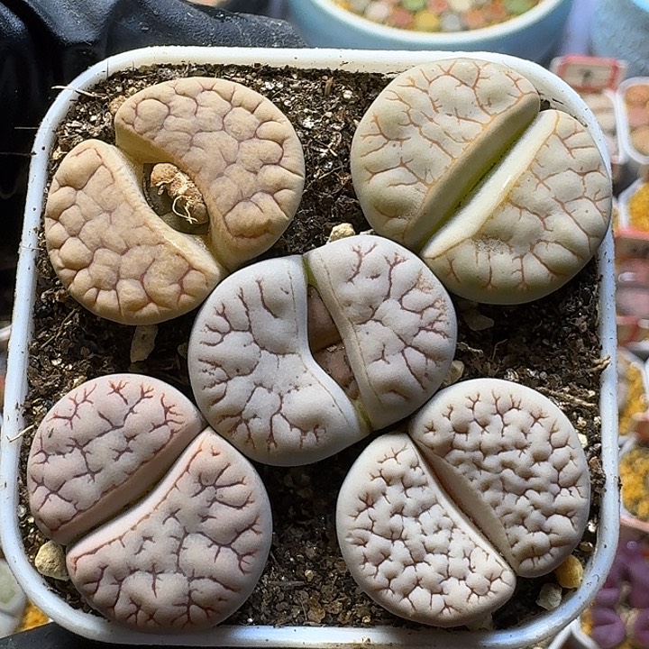 生石花111111。   91