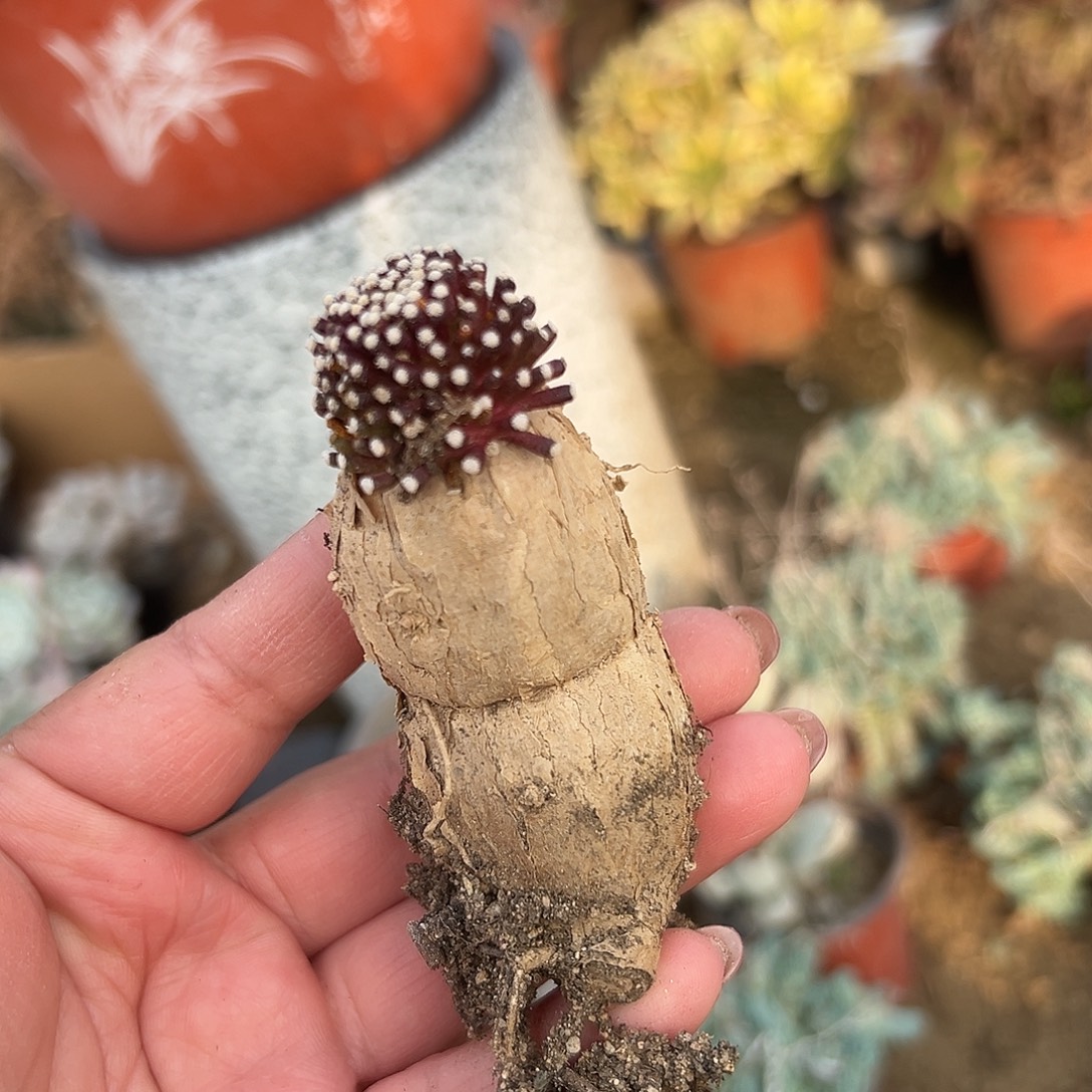 多肉植物松露嫁接