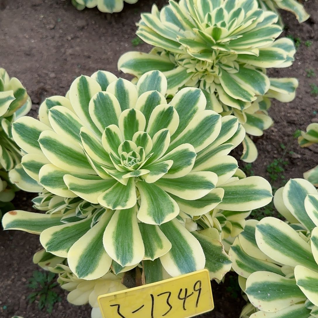 3-1349--+多头多肉植物