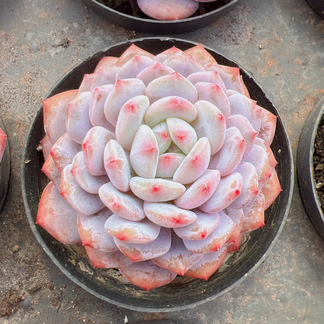 80#单头玉芙蓉-脱土发货