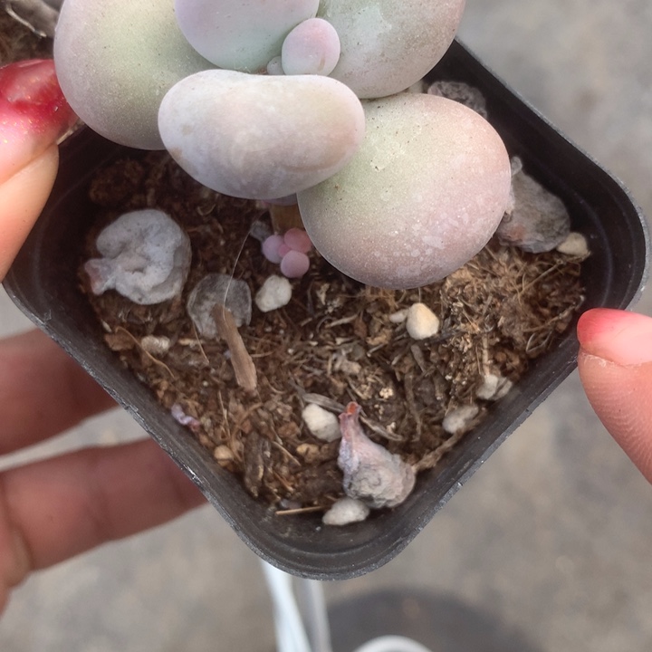 芭比。（满9.99包邮不满9.99发叶子）