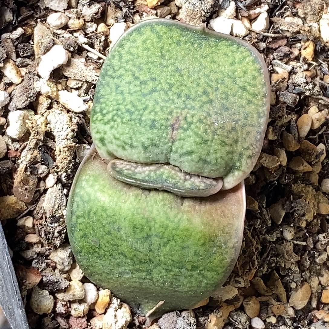 不带盆脱土裸根发货（实生）