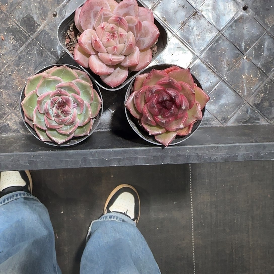 江***枝3颗发货。           